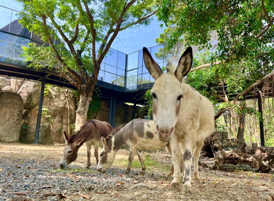 (高雄生活)壽山動物園開園在即～「新動物園運動」打造動物的友善之地