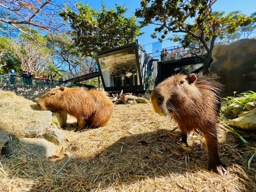 (高雄生活)壽山動物園改建即將試營運，12月14日上午10點開放壽山動物園門票預購