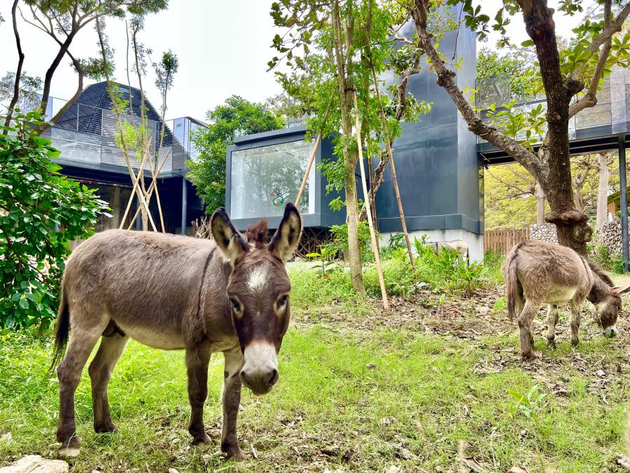 (高雄生活)壽山動物園改建即將試營運，12月14日上午10點開放壽山動物園門票預購