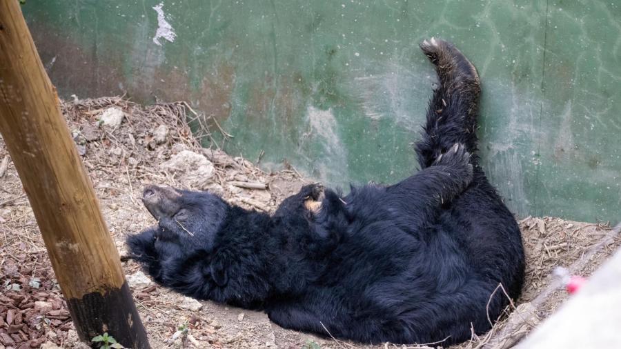 (高雄生活)壽山動物園打造人熊友善環境，黑熊展現豐富行為多樣姿態