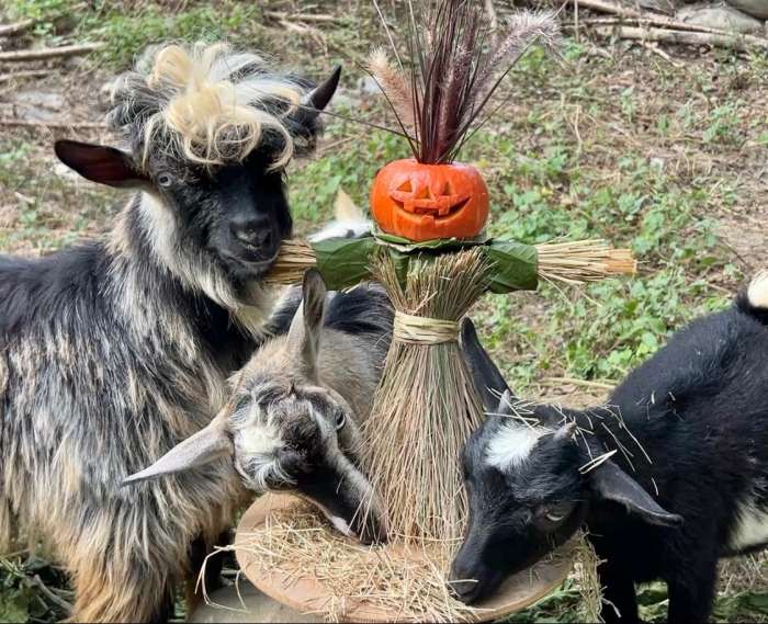 (高雄生活)不給糖就搗蛋! 壽山動物園「搞怪食譜」歡慶萬聖節 (高雄生活) 壽山動物園歡慶萬聖節