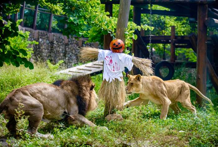 (高雄生活)不給糖就搗蛋! 壽山動物園「搞怪食譜」歡慶萬聖節 (高雄生活) 壽山動物園歡慶萬聖節