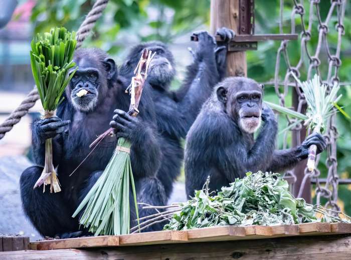 (高雄生活)不給糖就搗蛋! 壽山動物園「搞怪食譜」歡慶萬聖節 (高雄生活) 壽山動物園歡慶萬聖節