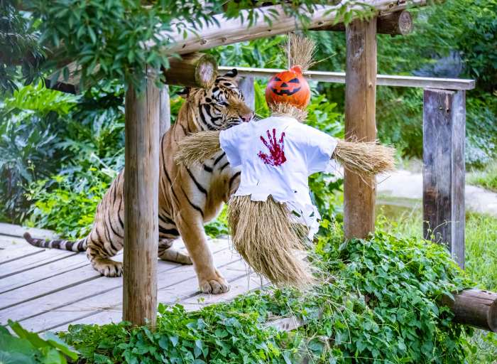 (高雄生活)不給糖就搗蛋! 壽山動物園「搞怪食譜」歡慶萬聖節 (高雄生活) 壽山動物園歡慶萬聖節