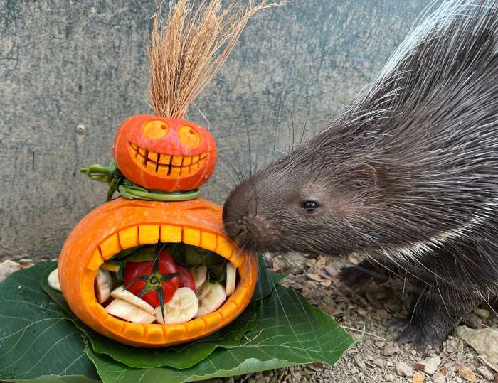 (高雄生活)不給糖就搗蛋! 壽山動物園「搞怪食譜」歡慶萬聖節 (高雄生活) 壽山動物園歡慶萬聖節
