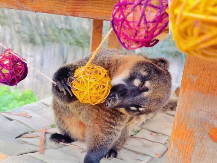 (高雄生活)不給糖就搗蛋! 壽山動物園「搞怪食譜」歡慶萬聖節 (高雄生活) 壽山動物園歡慶萬聖節