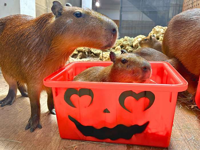 (高雄生活)不給糖就搗蛋! 壽山動物園「搞怪食譜」歡慶萬聖節 (高雄生活) 壽山動物園歡慶萬聖節