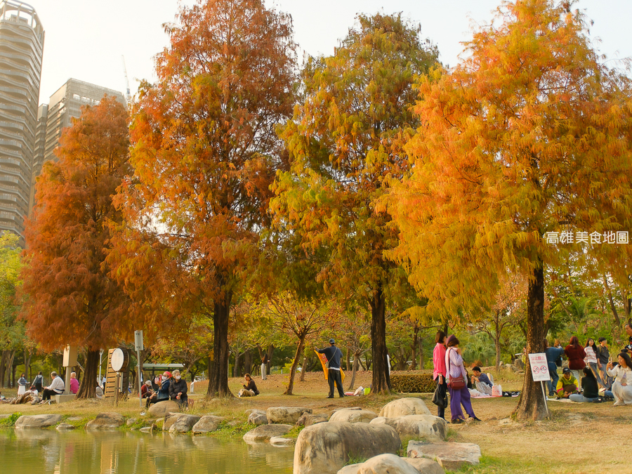 凹子底森林公園冬季限定落羽松