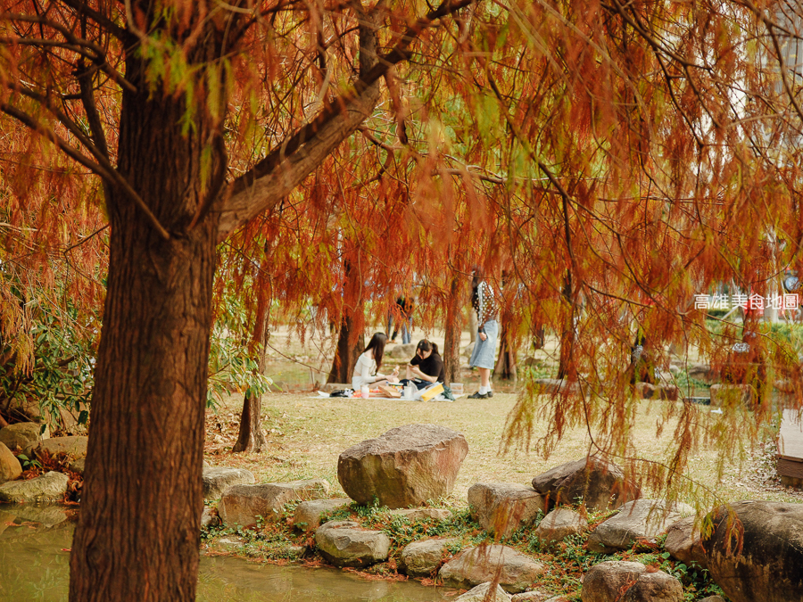 凹子底森林公園冬季限定落羽松