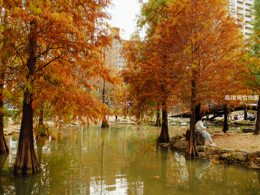 凹子底森林公園冬季限定落羽松