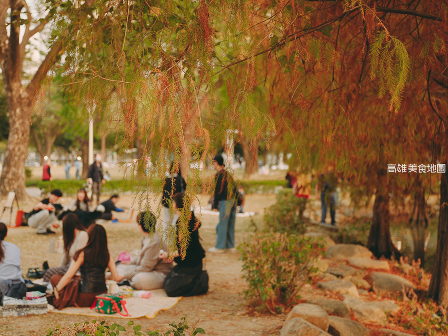 凹子底森林公園冬季限定落羽松