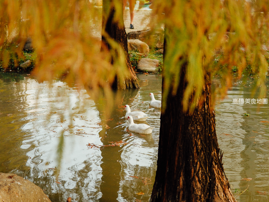 凹子底森林公園冬季限定落羽松