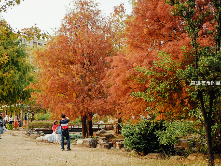 凹子底森林公園冬季限定落羽松