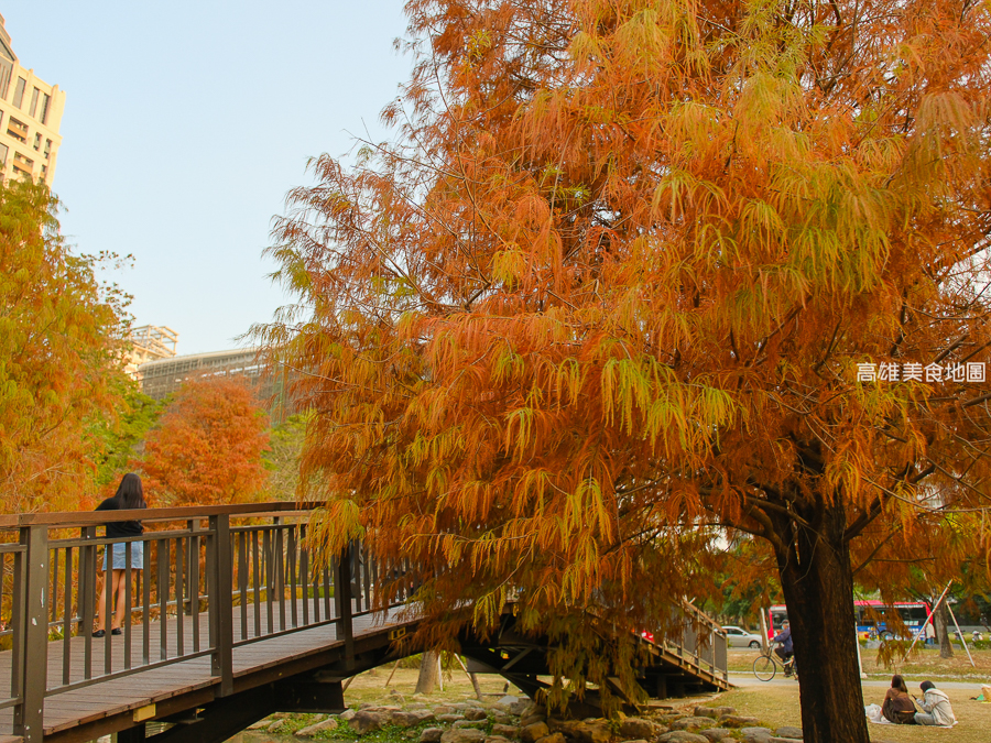 凹子底森林公園冬季限定落羽松