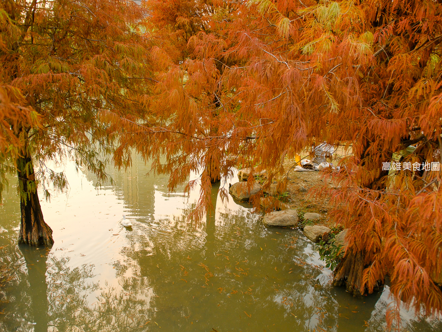 凹子底森林公園冬季限定落羽松