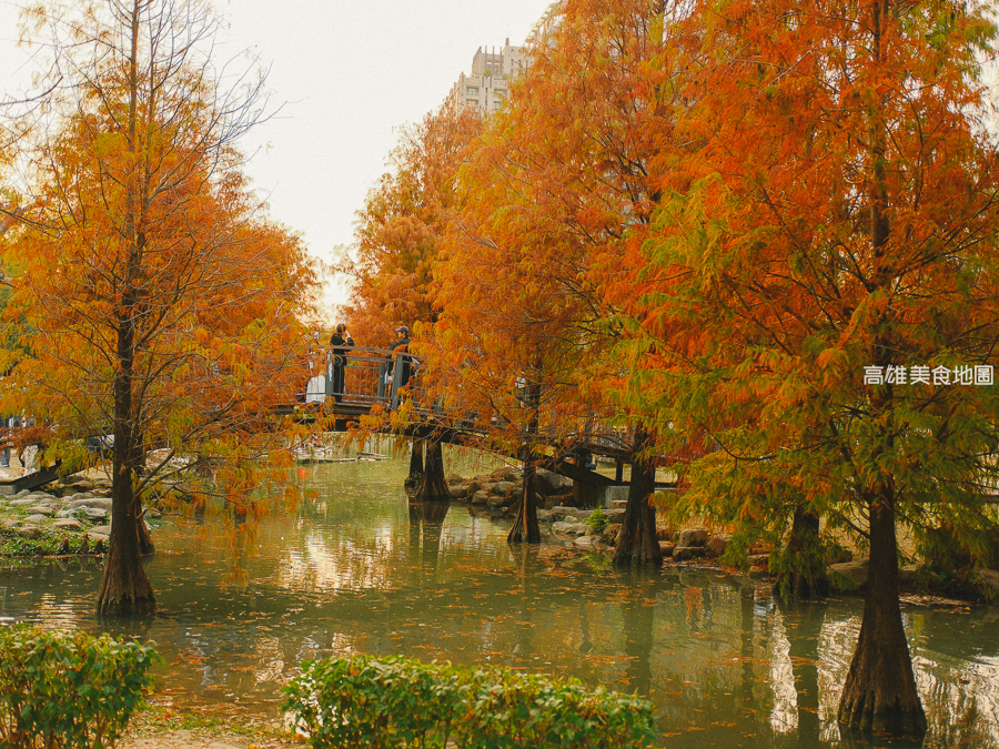 凹子底森林公園冬季限定落羽松
