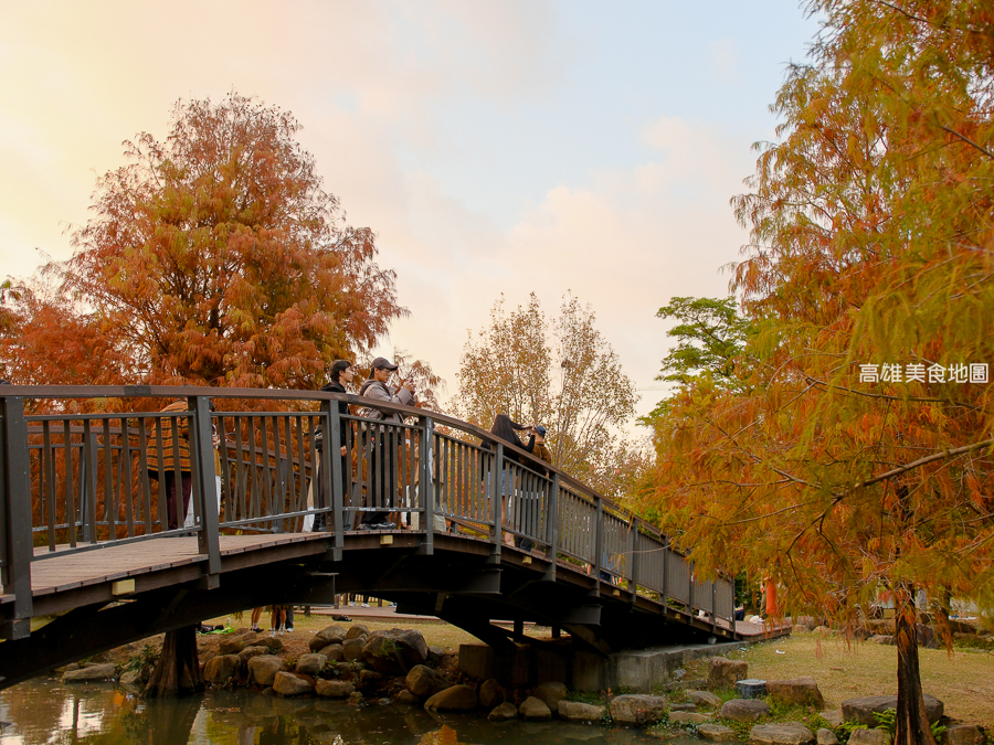 凹子底森林公園冬季限定落羽松