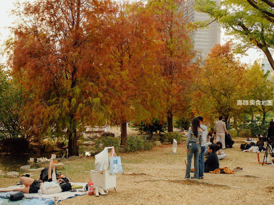 凹子底森林公園冬季限定落羽松