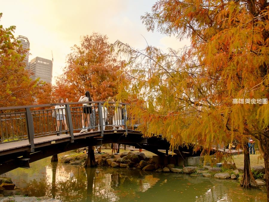 凹子底森林公園冬季限定落羽松