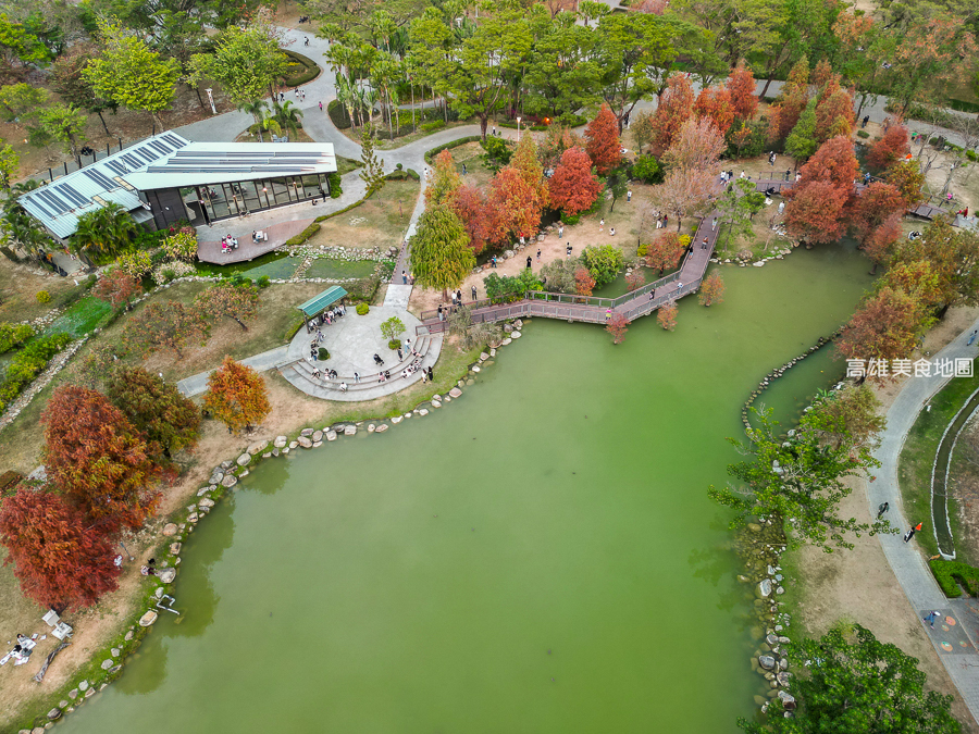 凹子底森林公園冬季限定落羽松
