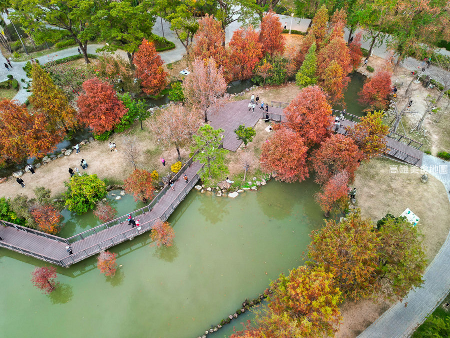 凹子底森林公園冬季限定落羽松