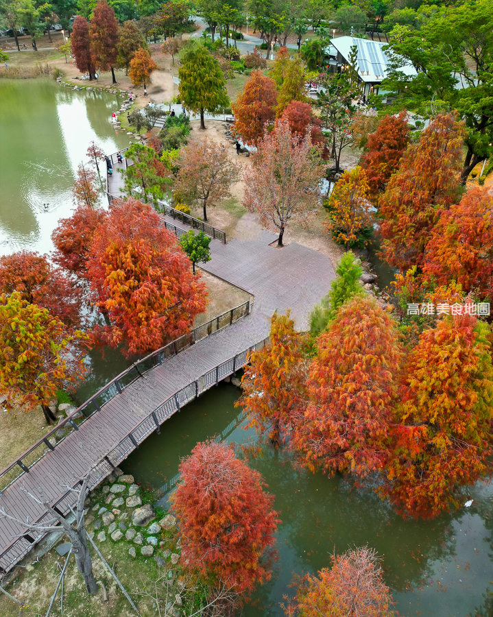 凹子底森林公園冬季限定落羽松