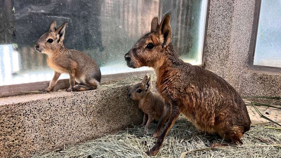 (高雄生活)壽山動物園母親節
