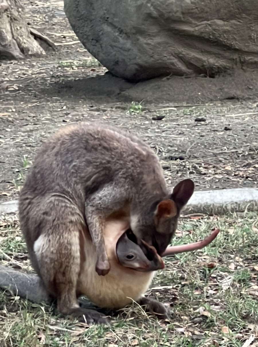 (高雄生活)壽山動物園母親節