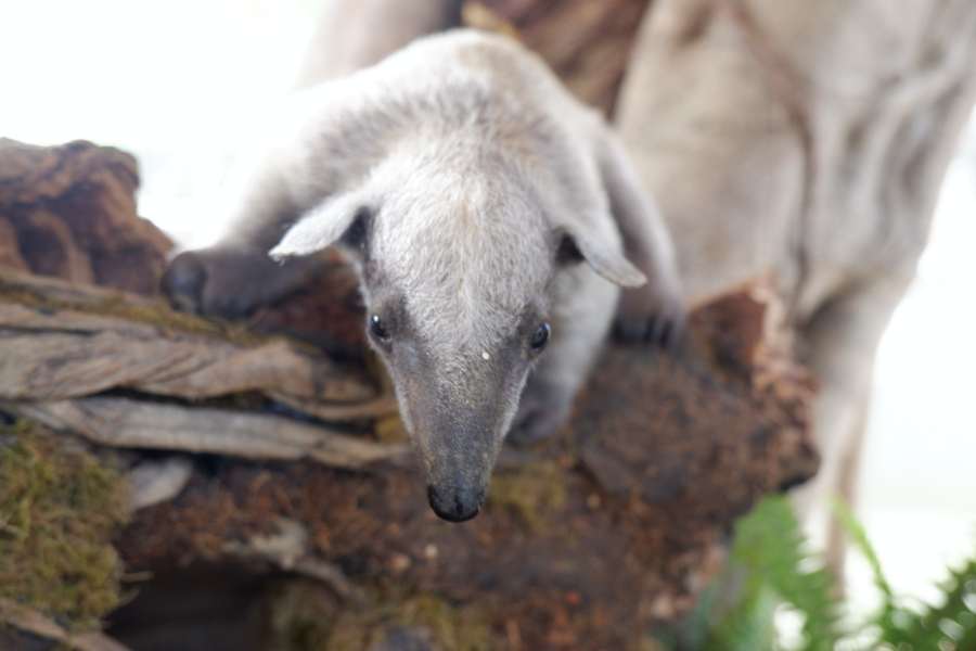 (高雄生活)壽山動物園母親節